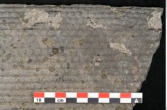 Foto (Detailansicht) von Sigillaria ornata Brongniart (NHMW-GEO-2024-0188-11080)